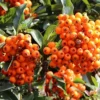 Direct Plants Pyracantha Orange Glow Shrub 3ft Supplied In A 2 Litre Pot