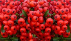 Direct Plants Pyracantha Red Column Hardy Evergreen Shrub Plant 3ft Supplied In A 2 Litre Pot