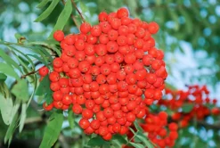 Direct Plants Sorbus Asplenifolia Cut Leaf Rowan Mountain Ash Tree 7-8ft Specimen Supplied In A 10 Litre Pot
