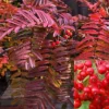 Direct Plants Sorbus Embley Japanese Mountain Ash Tree 5-6ft Supplied In A 7.5 Litre Pot