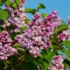 Direct Plants Syringa Vulgaris Common Fragrant Lilac Bush Plant Tree 1-2ft Tall Supplied In A 2 Litre Pot