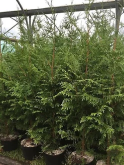 Direct Plants Thuja Plicata Gelderland Western Red Cedar 5-6ft Pallet Of 20 Supplied In 5 Litre Pots