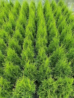 Direct Plants Thuja Smaragd Large Cedar Conifer Plant Tree 60cm In A 3 Litre Pot