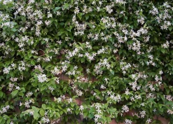 Direct Plants Trachelospermum Jasminoides Star Jasmine Highly Fragrant Climbing Plant Large 5ft Tall Supplied In A 4 Litre Pot