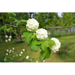 Direct Plants Viburnum Opulus Roseum Snowball Tree Plant 3-4ft Extra Large In A 5 Litre Pot