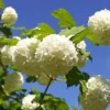 Direct Plants Viburnum Opulus Roseum The Snowball Tree Huge White Flowers