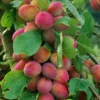 Direct Plants Victoria Plum Fruit Tree 3-4ft Tall Supplied In A 3 Litre Pot