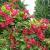 Direct Plants Weigela Red Prince Shrub Large Plant 2-3ft Supplied In A 3 Litre Pot