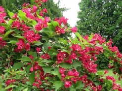 Direct Plants Weigela Red Prince Shrub Large Plant 2-3ft Supplied In A 3 Litre Pot