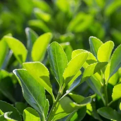 Outlet Green Shrub Hub Store -Outlet Green Shrub Hub Store euonymus jean hugues 20cm height evergreen hedge plant pack of 125056684004105 02c MP