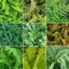 Fern Plant Mix - Beautiful Collection Of Outdoor Plants, Ideal For UK Gardens, 9cm Pots (3 Pack)