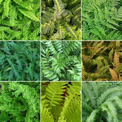 Fern Plant Mix - Beautiful Collection Of Outdoor Plants, Ideal For UK Gardens, 9cm Pots (3 Pack)