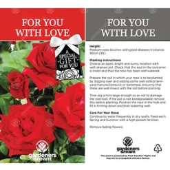 For You With Love Red Rose - Outdoor Plant, Ideal For Gardens, Compact Size -Outlet Green Shrub Hub Store for you with love red rose outdoor plant ideal for gardens compact size5051641538730 03c MP