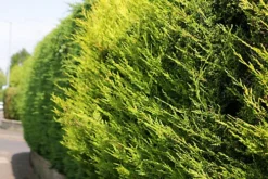 Golden Leylandii 60cm Height Evergreen Hedge Plant Pack Of 12