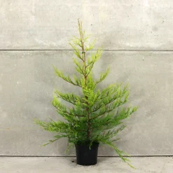 Golden Leylandii 60cm Height Evergreen Hedge Plant Pack Of 12 -Outlet Green Shrub Hub Store golden leylandii 60cm height evergreen hedge plant pack of 125056684004129 03c MP