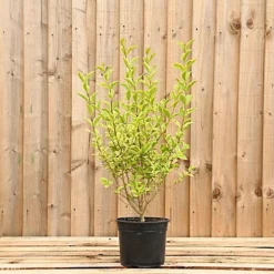 Golden Privet 40cm Height Evergreen Hedge Plant Pack Of 12 -Outlet Green Shrub Hub Store golden privet 40cm height evergreen hedge plant pack of 125056684004143 03c MP