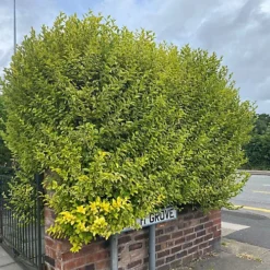 Golden Privet 40cm Height Evergreen Hedge Plant Pack Of 6