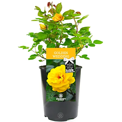 Golden Wedding 50th Anniversary Yellow Rose - Outdoor Plant, Ideal For Gardens, Compact Size 1 Golden Wedding 50th Anniversary Yellow Rose - Outdoor Plant, Ideal For Gardens, Compact Size