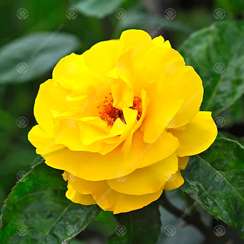 Golden Wedding 50th Anniversary Yellow Rose - Outdoor Plant, Ideal For Gardens, Compact Size 2 Golden Wedding 50th Anniversary Yellow Rose - Outdoor Plant, Ideal For Gardens, Compact Size - Image 2