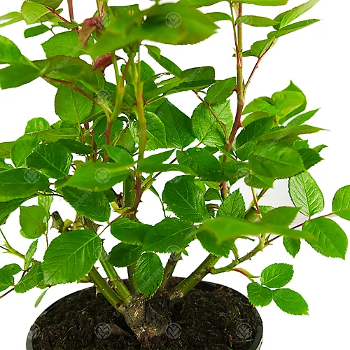 Golden Wedding 50th Anniversary Yellow Rose - Outdoor Plant, Ideal For Gardens, Compact Size 4 Golden Wedding 50th Anniversary Yellow Rose - Outdoor Plant, Ideal For Gardens, Compact Size - Image 4