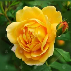 Happy Father's Day Yellow Rose - Outdoor Plant, Ideal For Gardens, Compact Size -Outlet Green Shrub Hub Store happy father s day yellow rose outdoor plant ideal for gardens compact size5051641556123 03c MP