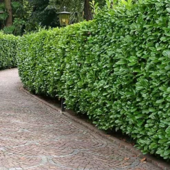 Hedges Direct Cherry Laurel 1.25m Height Evergreen Hedge Plant