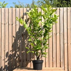 Hedges Direct Cherry Laurel 1.5m Height Evergreen Hedge Plant -Outlet Green Shrub Hub Store hedges direct cherry laurel 1 5m height evergreen hedge plant5056684001388 03c MP