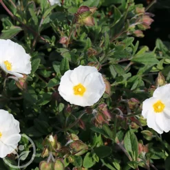 Hedges Direct Cistus Corbariensis Garden Shrub