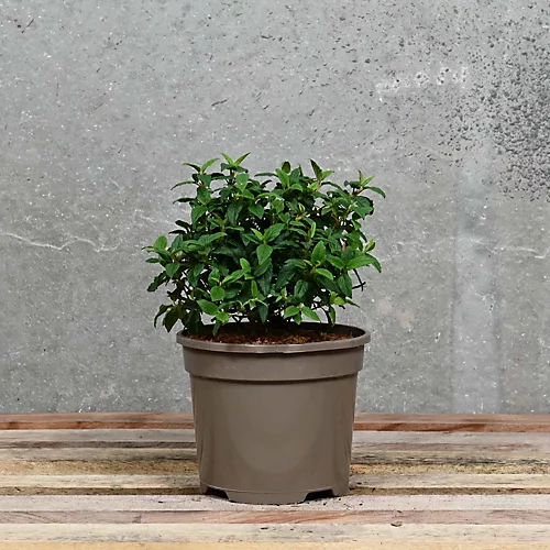 Hedges Direct Cistus Corbariensis Garden Shrub 2 Hedges Direct Cistus Corbariensis Garden Shrub - Image 2