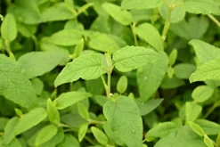 Hedges Direct Cistus Corbariensis Garden Shrub 5 Hedges Direct Cistus Corbariensis Garden Shrub -Outlet Green Shrub Hub Store hedges direct cistus corbariensis garden shrub5056684004648 03c MP