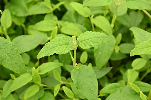 Hedges Direct Cistus Corbariensis Garden Shrub 3 Hedges Direct Cistus Corbariensis Garden Shrub - Image 3