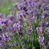 Hedges Direct Dwarf Lavender 10cm Garden Shrub