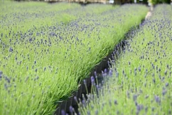 Hedges Direct English Lavender 10cm Garden Shrub