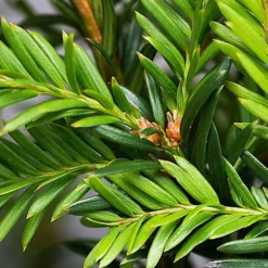Hedges Direct English Yew 40cm Height Evergreen Hedge Plant -Outlet Green Shrub Hub Store hedges direct english yew 40cm height evergreen hedge plant5056684001401 03c MP