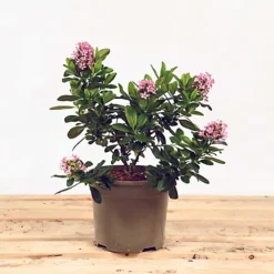 Hedges Direct Escallonia 'Pink Elle' Garden Shrub