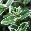 Hedges Direct Euonymus 'Emerald Gaiety' 20cm Height Evergreen Hedge Plant