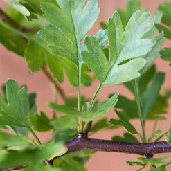 Hedges Direct Hawthorn 1m Height Native Hedge Plant