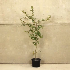 Hedges Direct Hawthorn 1m Height Native Hedge Plant -Outlet Green Shrub Hub Store hedges direct hawthorn 1m height native hedge plant5056684001579 03c MP