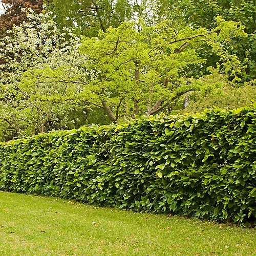 Hedges Direct Hornbeam 1.5m Height Native Hedge Plant 1 Hedges Direct Hornbeam 1.5m Height Native Hedge Plant