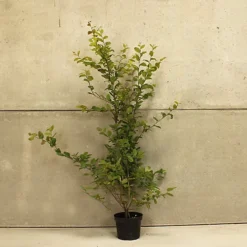 Hedges Direct Hornbeam 1.5m Height Native Hedge Plant 5 Hedges Direct Hornbeam 1.5m Height Native Hedge Plant -Outlet Green Shrub Hub Store hedges direct hornbeam 1 5m height native hedge plant5056684001616 03c MP