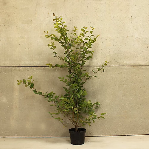 Hedges Direct Hornbeam 1.5m Height Native Hedge Plant 3 Hedges Direct Hornbeam 1.5m Height Native Hedge Plant - Image 3