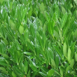 Hedges Direct Laurel 'Caucasica' 60cm Height Evergreen Hedge Plant -Outlet Green Shrub Hub Store hedges direct laurel caucasica 60cm height evergreen hedge plant5056684001630 03c MP
