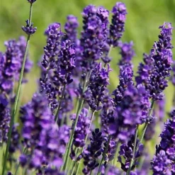 Hedges Direct Lavender Hidcote 10cm Garden Shrub Pack Of 12 -Outlet Green Shrub Hub Store hedges direct lavender hidcote 10cm garden shrub pack of 125056684003863 03c MP