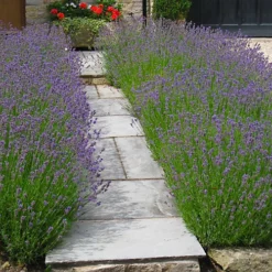 Hedges Direct Lavender Hidcote 10cm Garden Shrub Pack Of 6