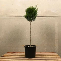 Hedges Direct Leylandii Topiary Mini Standard