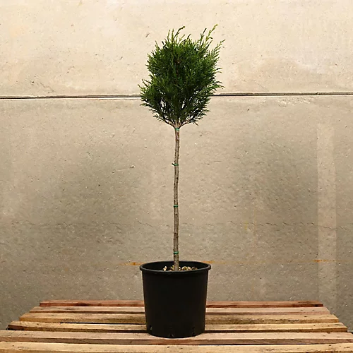 Hedges Direct Leylandii Topiary Mini Standard 1 Hedges Direct Leylandii Topiary Mini Standard