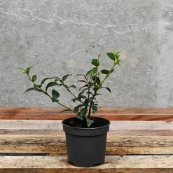 Hedges Direct Osmanthus Burkwoodii 10cm Starter Plants Pack Of 9