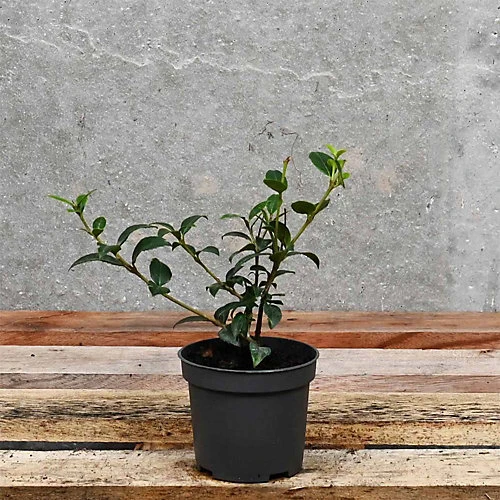 Hedges Direct Osmanthus Burkwoodii 10cm Starter Plants Pack Of 9 1 Hedges Direct Osmanthus Burkwoodii 10cm Starter Plants Pack Of 9