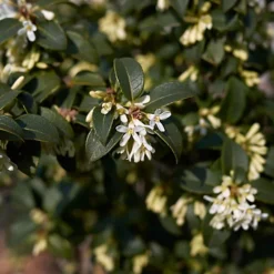 Outlet Green Shrub Hub Store -Outlet Green Shrub Hub Store hedges direct osmanthus burkwoodii 10cm starter plants pack of 95056684003801 02c MP