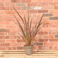 Hedges Direct Phormium 'Rainbow Queen' 3L Garden Shrub